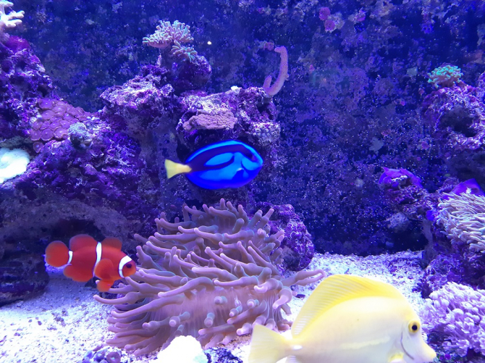 Cправжні морські акваріуми з’явились в обласному центрі Закарпаття