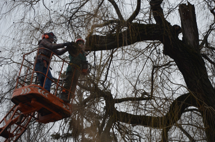 В Ужгороді обрізатимуть дерева під лініями електропередач – на деяких вулицях не буде світла