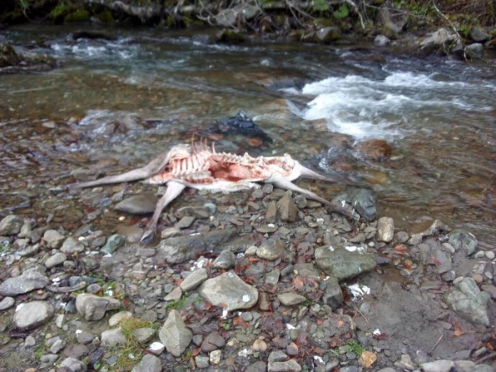 На Рахівщині вовки загризли двох самок оленя (ФОТОФАКТ)