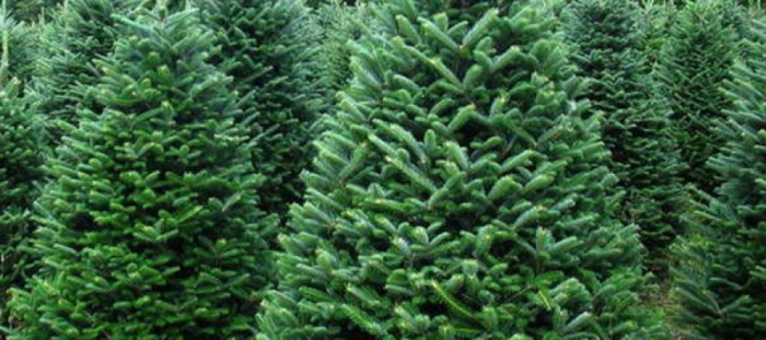 Штучна чи жива: якій ялинці надають перевагу ужгородці? (ВІДЕО)