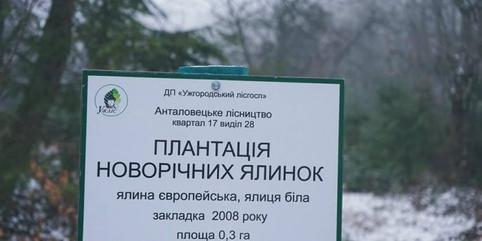 Майже 4 500 новорічних красунь із високогір’я Воловеччини поїдуть на спеціалізовані місця продажу