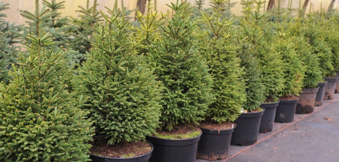 На Рахівщині ялинки в горщиках вже чекають на покупців