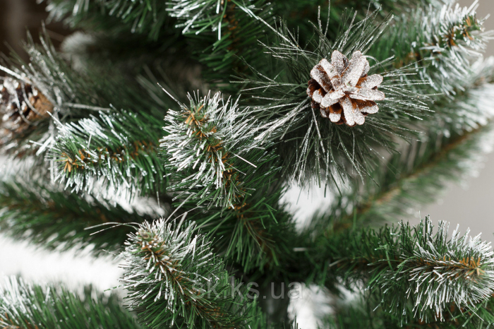 Які ялинки обирають ужгородці - штучні чи живі? (ВІДЕО)