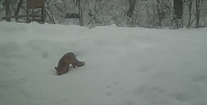 Лисиця, кабани, птахи та навіть червонокнижна рись – відеополювання від закарпатських лісівників