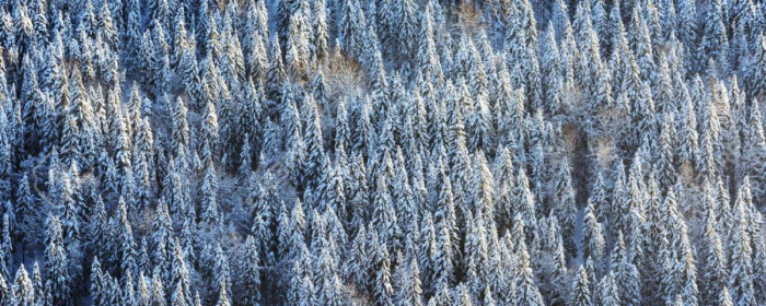 Лісівники проводять рейдові перевірки з виявлення незаконних рубок