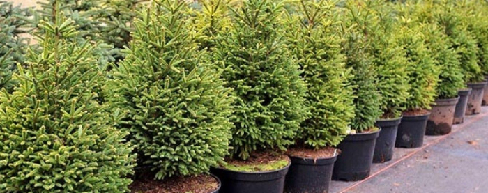 На Закарпатті відкрито нове місце продажу легальних ялинок (ВІДЕО)