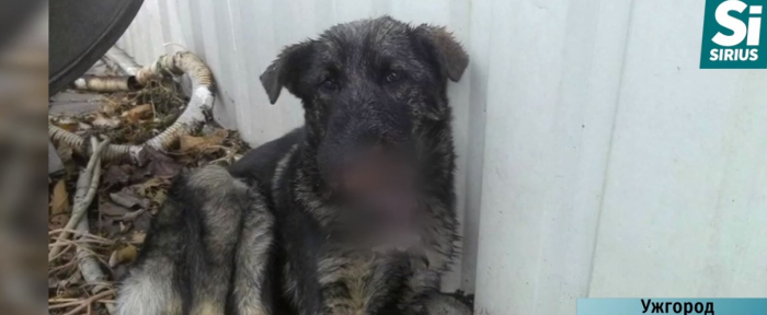 Ужгородські волонтери врятували від смерті скалічене щеня і тепер шукають йому господарів