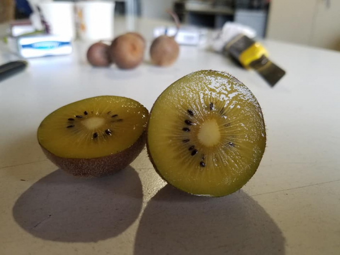 Закарпатський селекціонер Генріх Стратон презентував новий сорт "Голд ківі"