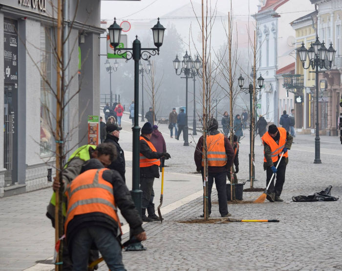 Побажання жителів влада Ужгорода виконала: в центрі міста висадили дерева ФОТО