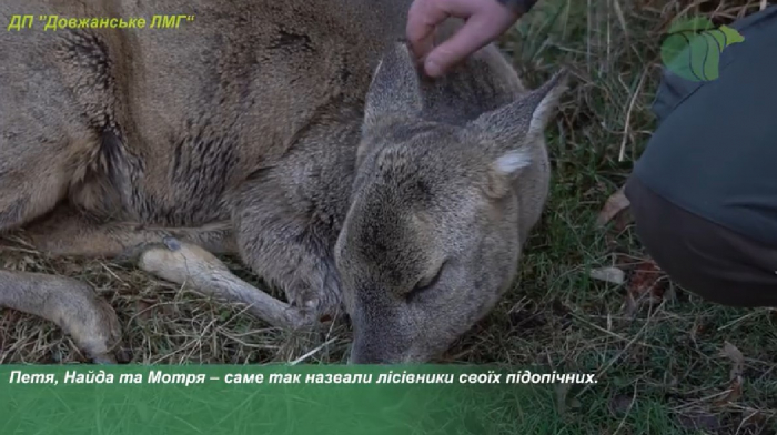 Лісівники Іршавщини врятували та прихистили козуль: це варто побачити (ВІДЕО)