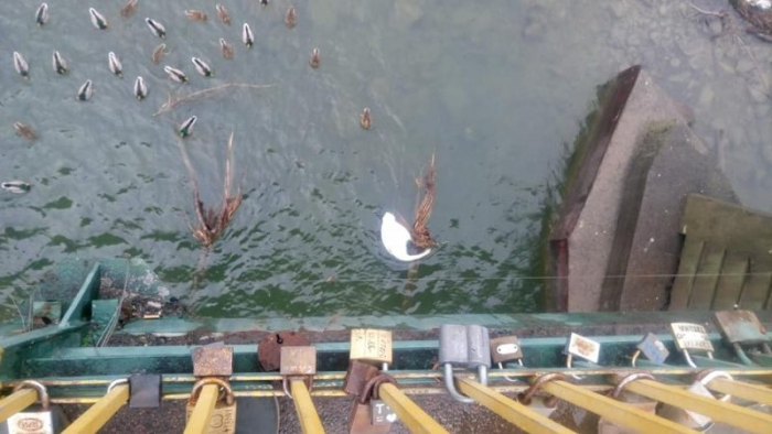 Горе в ужгородських лебедів з озера "Кірпічка" – в Ужі знайшли мертвою матір-лебідку