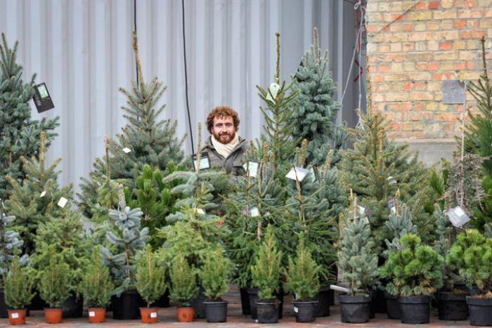 Відтепер офіційно: на Закарпатті почали продавати новорічні ялинки. Які ціни?