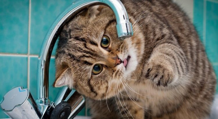 На кількох вулицях Ужгорода Водоканал проводить ремонтні роботи – можливі перебої водопостачання