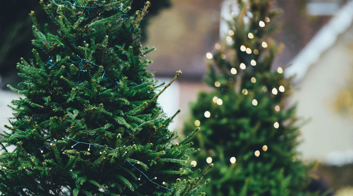 Свято наближається: 21 тисячу ялинок планують заготовити закарпатські лісівники