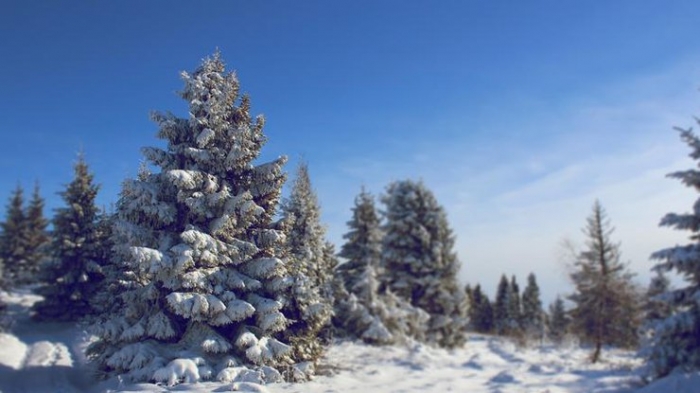 Безсніжну погоду прогнозують синоптики на завтра в Ужгороді