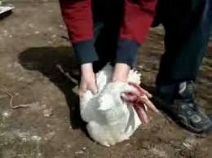 "Курячим злодієм" виявився раніше судимий 51-річний житель Закарпаття