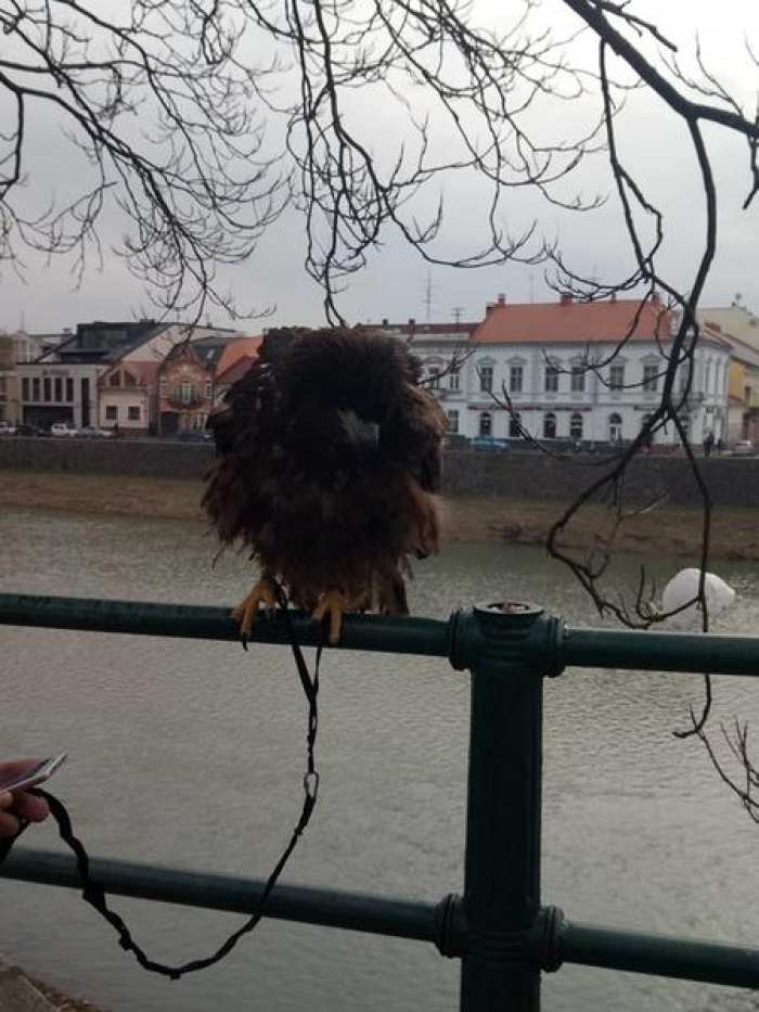 Ужгородська екзотика для туристів — "зелені" активісти проти