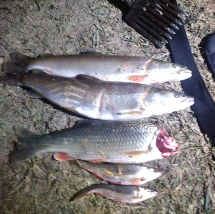 Лосося дунайського та ялеця-андругу закарпатську ловили браконьєри на р.Тересва