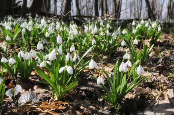 "Зелені чоловічки" Закарпаття: Збережемо природу – збережемо наше майбутнє!