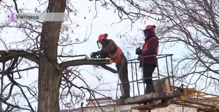 Завтра на вулиці Українській в Ужгороді перекриють рух – обрізатимуть дерева