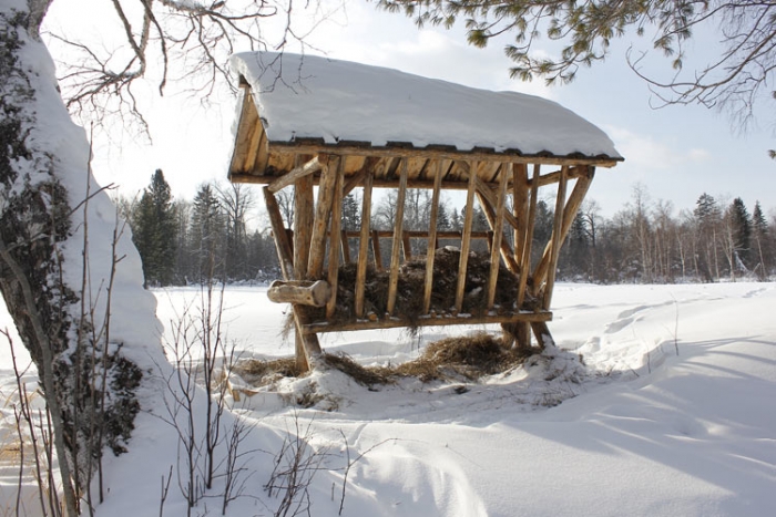 Єгері Тячівщини для підгодівлі диких тварин добре вивчили їх смакові пристрасті