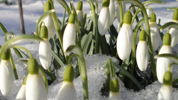 Закарпаття, 1 березня. У низовині — 2-4° морозу, в горах — до мінус 10-15°