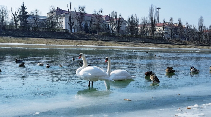 Один із лебединої пари примерз до льоду річки в Ужгороді