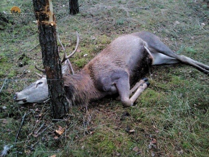 25 кілограмів м’яса вбитих диких тварин знайшли у будинку закарпатця