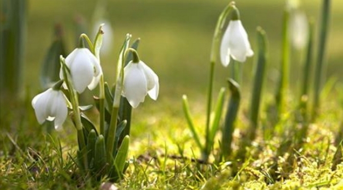 Обласний депутат Андрій Андріїв вітає ужгородок зі Святом весни!