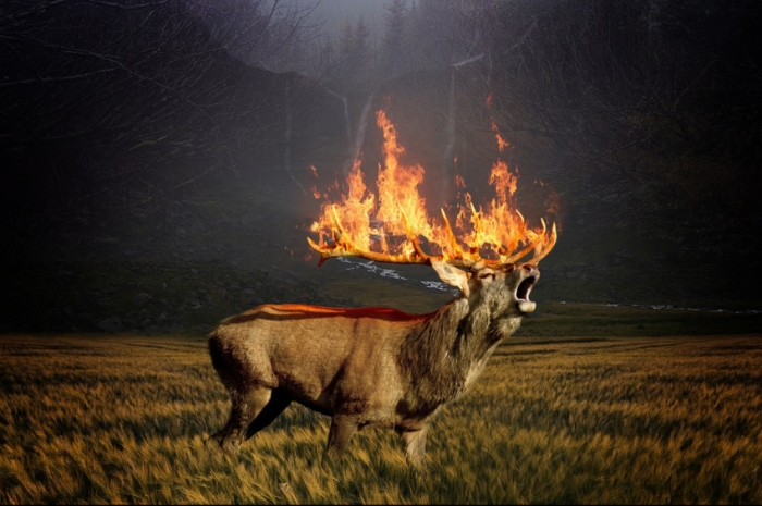 Хто відповідальний за пожежі в лісах Закарпаття?