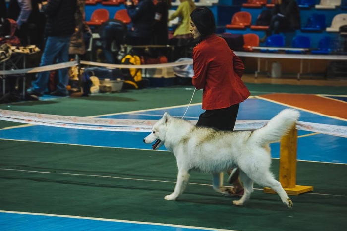 В Ужгороді перед глядачами дефілюють ...собаки!