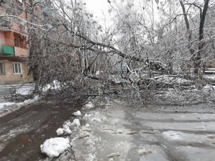 Негода, що розгулялася не на жарт на Закарпатті, повалила чимало дерев