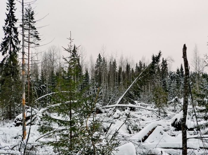 Вітроломи й вітровали цього місяця нанесли шкоди лісам Закарпатті на площі у тисячу гектарів
