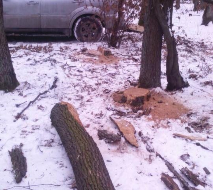 Лісівники "спіймали на гарячому" ужгородця, який рубав дерева у "шахтинському лісі"