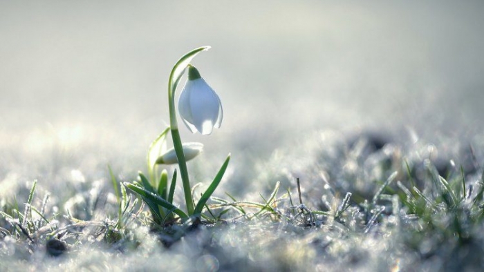 Нарешті синоптики пообіцяли закарпатцям весну