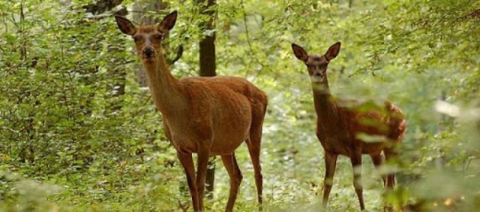 У лісах Закарпаття стало на диво дуже "тихо"!