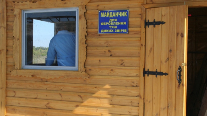 Двадцять вісім диких кабанів добуто у вогнищах захворювання АЧС на Мукачівщині