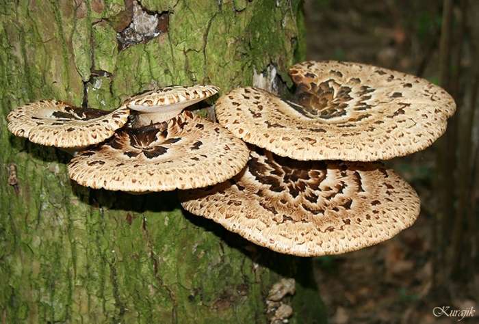 Гриби, з яких готують неймовірно смачну мачанку, вже збирають на Закарпатті