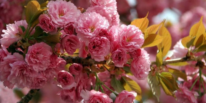 Травневі свята-2018: Скільки днів будуть відпочивати закарпатці