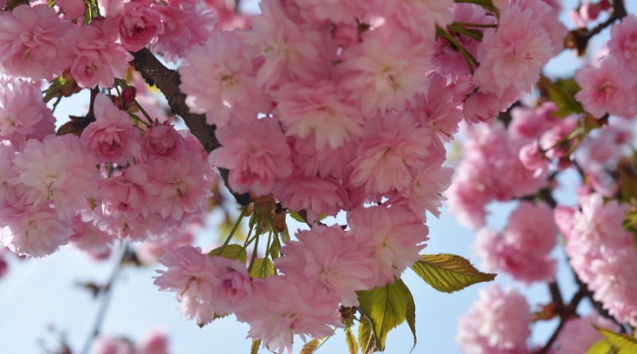 Ужгород все одно залишається головним сакуровим містом всієї України!