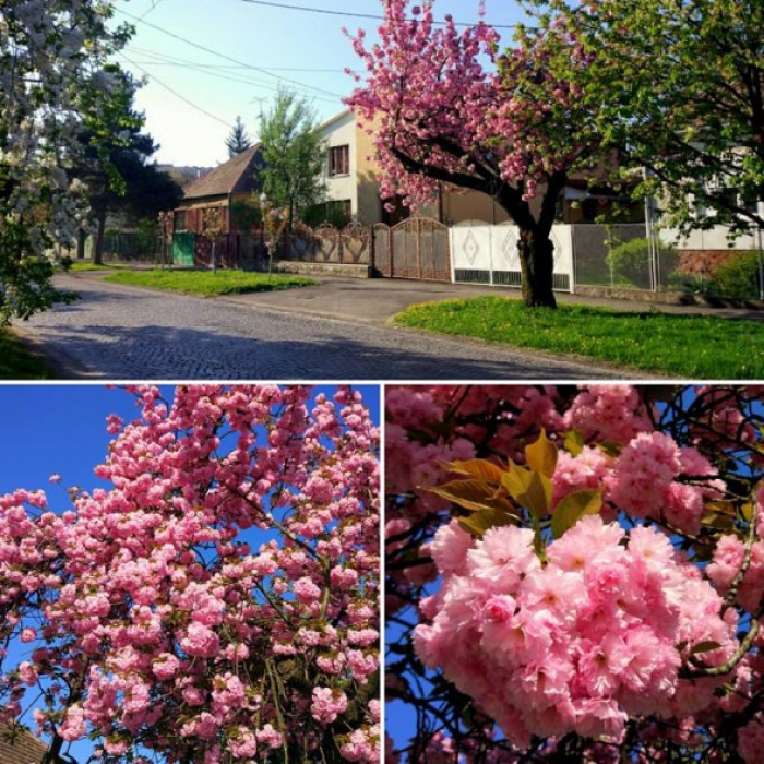 Чехи хотіли зробити із Закарпаття парк центральної Європи...