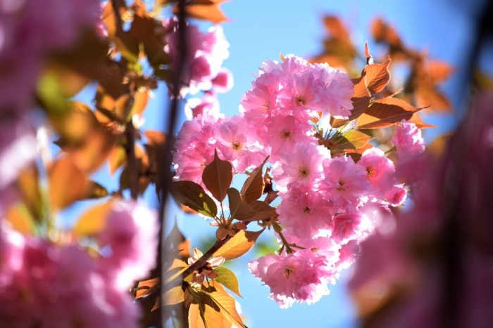 Що, де, коли на вихідних на Закарпатті