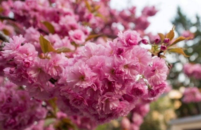 Закарпатських сільгоспвиробників запрошують до участі у ярмарку „АгроСакураФест-2018”