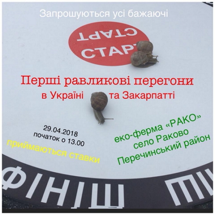 Перші в Україні перегони равликів відбудуться на Закарпатті