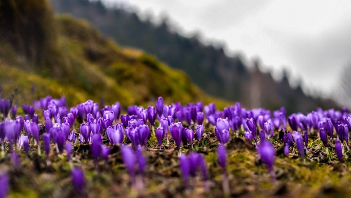 Що приготувала погода для закарпатців на завтра, 6 квітня
