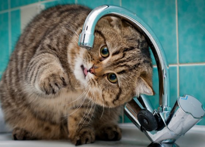 Водоканал в Ужгороді проводить аварійно-відновлювальні роботи – можливі перебої водопостачання