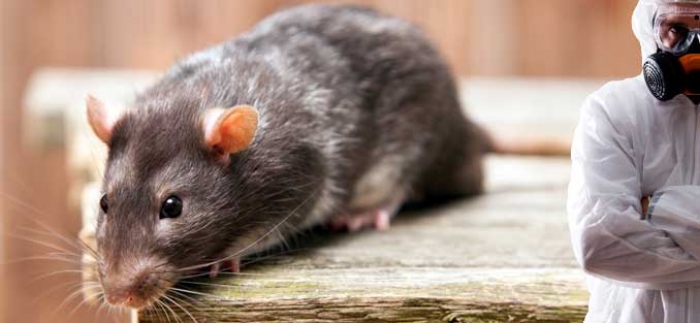 До уваги ужгородців: завтра розпочнуть винищення гризунів на контейнерних сміттєвих майданчиках