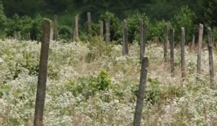 Закарпатське агропідприємство назловживало на одинадцять мільйонів