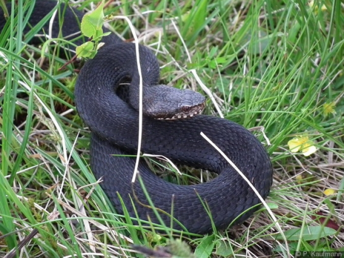 Дивовижний плазун господарює сьогодні в горах Закарпаття