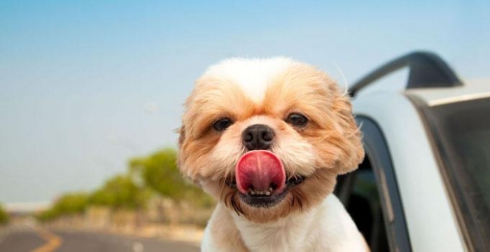 До уваги власників тварин на Закарпатті!